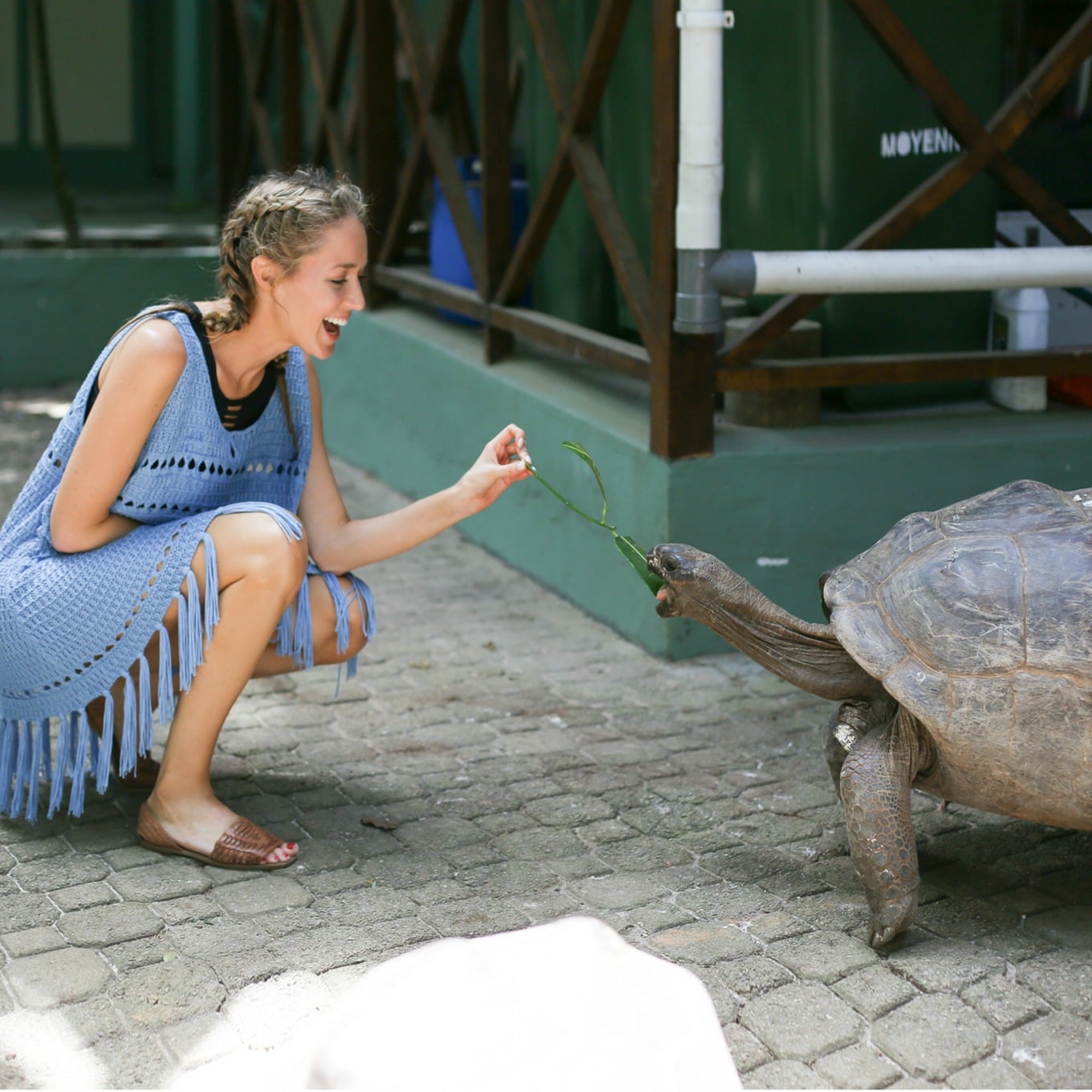 girl feeding turtle